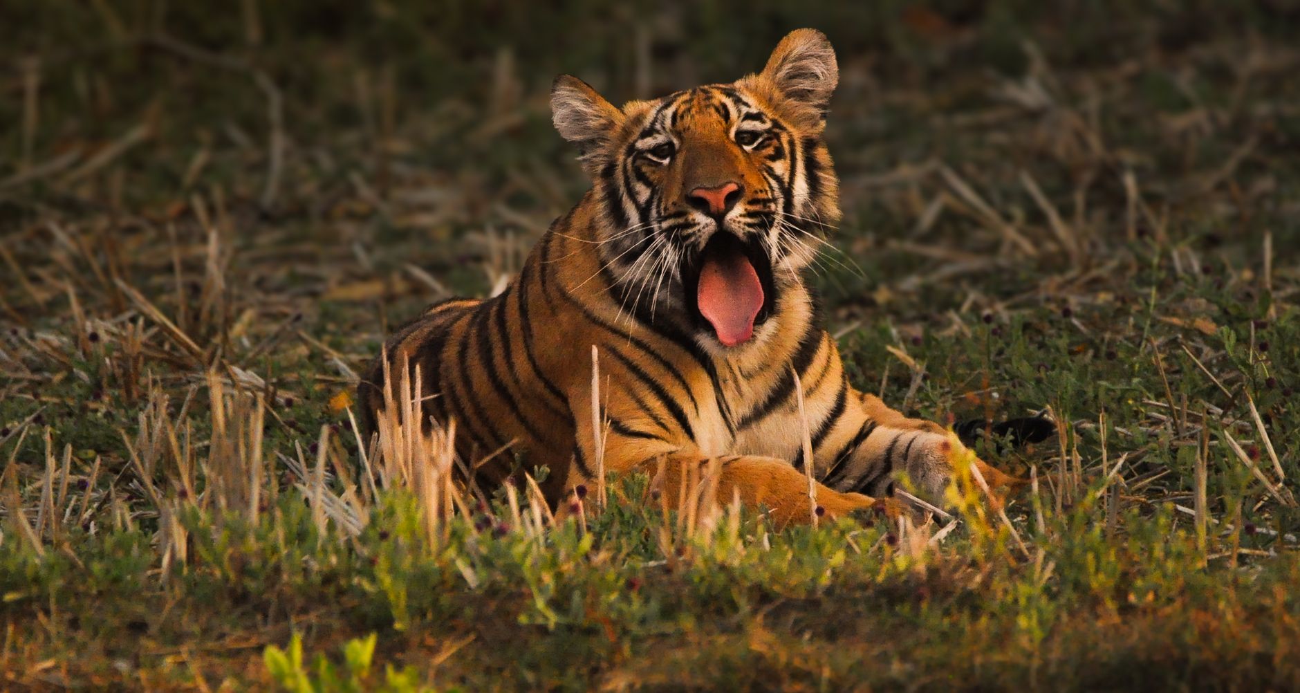 Is the wilderness retreat Tadoba the best getaway option?